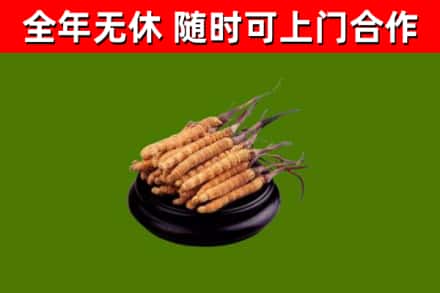 通州烟酒回收冬虫夏草.jpg